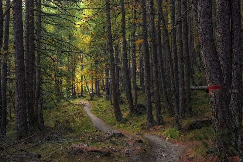 Time Loop Trails